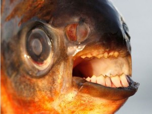 La dentition d'un pacu, le cousin du piranha
